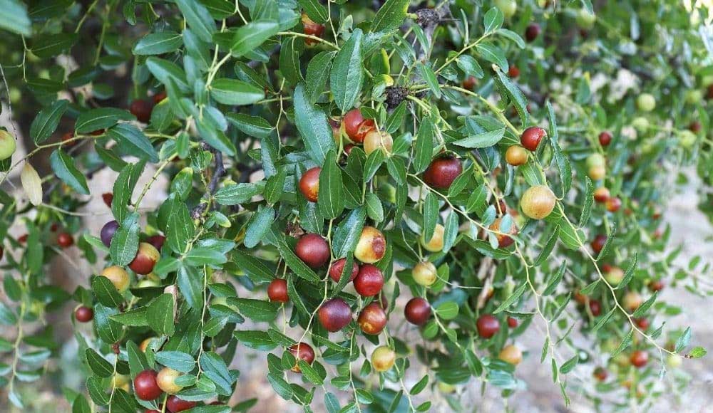 giuggiolo calabria