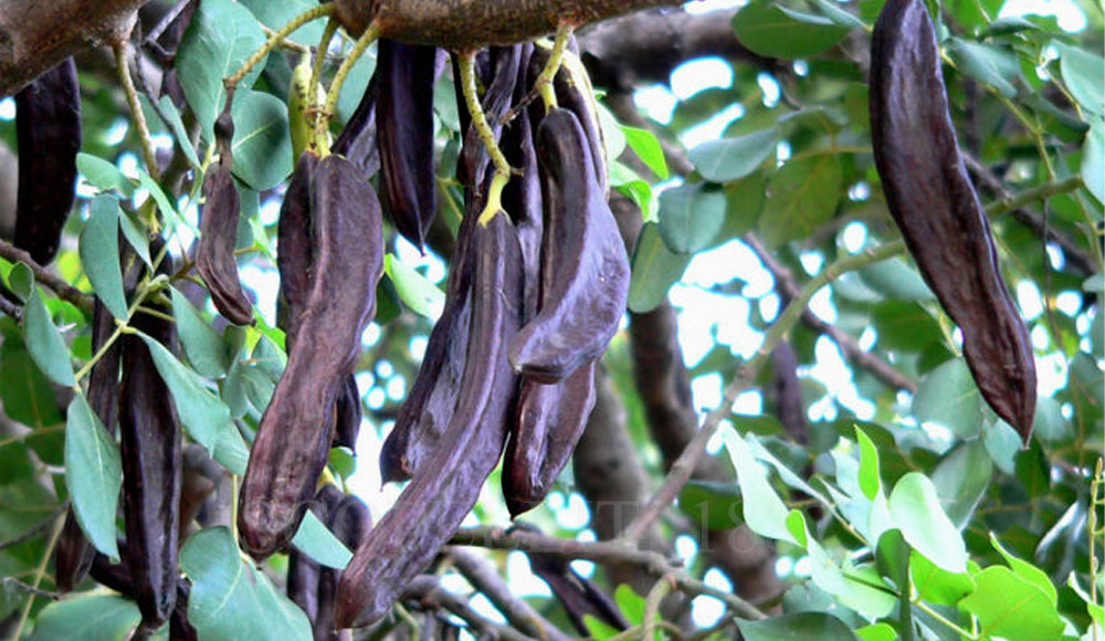 il carruba albero