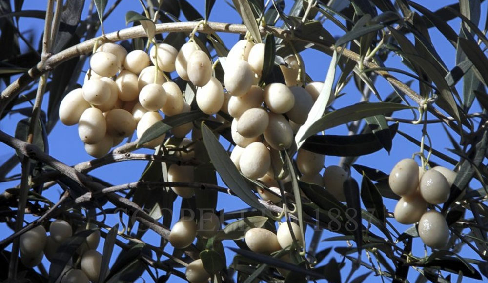 ulivo bianco albero